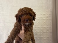 1.5-2 aylık poodle