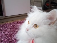 Bir yaşında İran kedisi dişi