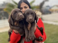 Çikolata Labrador Yavrularım