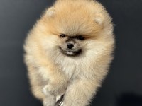 Tea cup sçr li pomeranian yavrular petmode den