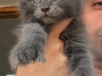 Polydactly 6x6x6x6 Erkek Yavru Kedimiz