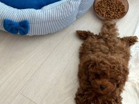 Sevgi ile bakılan toy ve teacup poodle yavrularımız