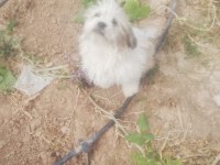 Sus köpeği