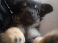 Annesi 0 no pekinez babası 1 no pinscher