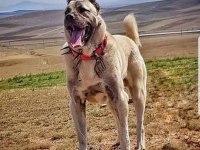 Sivas kangal köpeği