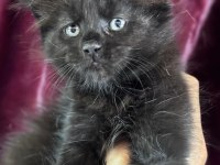 Türkiyenin tek tescilli şampiyonundan maine coon