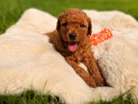 Safkan Irk Garantili Poodle Bebekler 