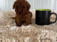 Korekan Red Brown Orjinal Poodle Yavrumuz