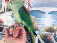 Alexander papağanı ful evcil erkek