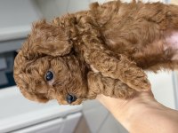Kendim kızımın safkan poodle yavruları