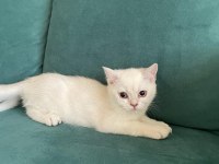 Baba full SCR li BLH NS11 anne Lynx point bebeklerimiz