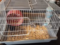 Anne ve yavru hamster