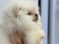 2 Kilo Bile Olmayan Bir Mucize Ayı Surat Teacup Pomeranian