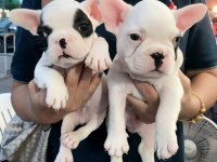 FRENCH BULLDOG YAVRULARI