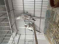 3 yaşında mecburiyetten satılık sultan papağanı takımlar