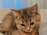 British shorthair golden de black golden yavrular