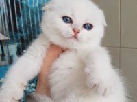 Bebek Surat Silver Scottish Fold 