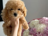 Maltipoo yavrularımız
