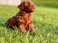 HİPOALERJANİK TOY POODLE BEBEKLERİM
