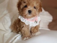Maltipoo Yavrularımız 