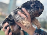 Antiallerjik tea cup morkie yavrularımız
