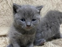 Yavru british shorthair sahiplendirilecektir