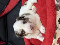 A kalite border Collie