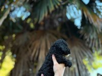 Siyah toy poodle