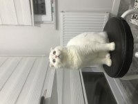 Güzel scottish fold kızımıza yuva arıyoruz