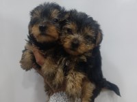 Yorkshire Terrier Bebeklerimiz 45 Günlük