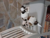 Üst Kalite shih tzu kahve beyaz yavrular