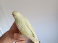 Ele alıştırmalık yeni sahibini bekleyen 3 kardeş yavru