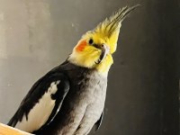İki çift sultan papağanı 1,5 yaşında