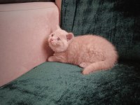 SAFKAN FAWN BRİTİSH SHORTHAİR DİŞİ