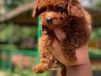 Kuyruksuz Kore Toy Poodle Yavrumuz