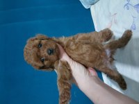 Dişi Poodle Yavrular Kore Babadan