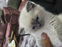 2 aylık cins kediler satılıktır blue point oyuncu kedisi