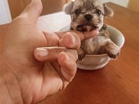 Muhteşem Morkie bebeklerimiz