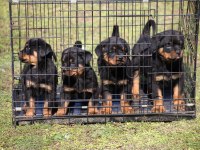 Secereli şampiyon rottweiler yavruları