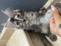 MAİNE COON POLYDACTYL KIZLAR AİLELERİNİ BEKLİYOR