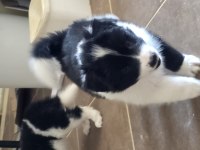 Muhteşem border collie yavrular