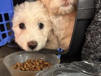 Köpeğimiz sahiplendirilmeyi bekliyor