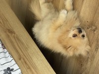 Pomeranian köpeğimizi sahiplendirme bilgi için iletişim