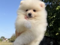 Pomeranian Boo Dişi Karbeyaz