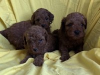 Toy Poodle Yavrularım yeni yuvasına hazır