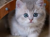 En Güzel Renkte Blue Golden British Shorthair