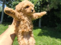 Maltipoo Yavrular
