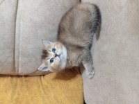 British shorthair gold