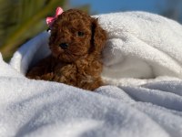 A kalite toy poodle bebeklerim