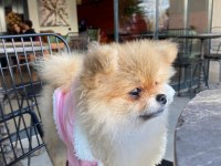 0 Boy A Kalite Pomeranian Boo Sahibinden